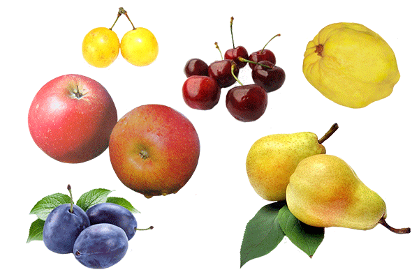Obstverkauf: Äpfel, Birnen, Kirschen, Mirabellen, Quitten, Zwetschgen